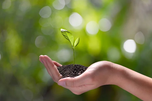 Mão Segurando Cuidando Uma Planta Jovem Verde Fundo Natureza — Fotografia de Stock