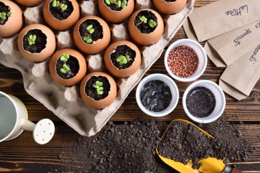Green sprout growing out from soil in eggshells on table in the garden clipart