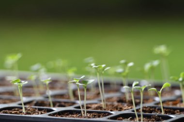 Bahçedeki fidanlıkta yetişen genç bitkiler.