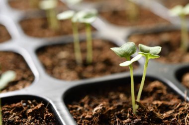 Bahçedeki fidanlıkta yetişen genç bitkiler.