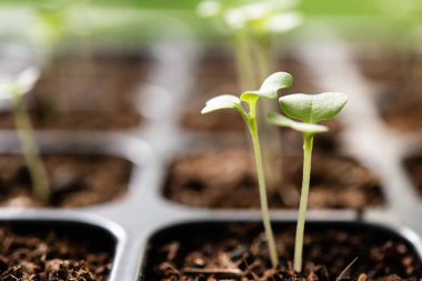 Bahçedeki fidanlıkta yetişen genç bitkiler.