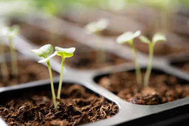 Bahçedeki fidanlıkta yetişen genç bitkiler.