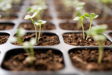 Bahçedeki fidanlıkta yetişen genç bitkiler.