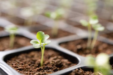 Bahçedeki fidanlıkta yetişen genç bitkiler.