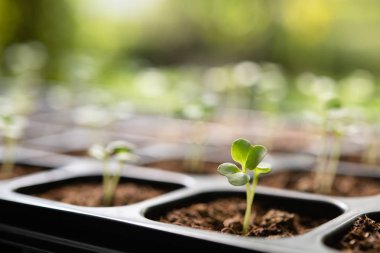 Bahçedeki fidanlıkta yetişen genç bitkiler.