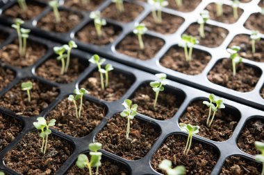 Bahçedeki fidanlıkta yetişen genç bitkiler.