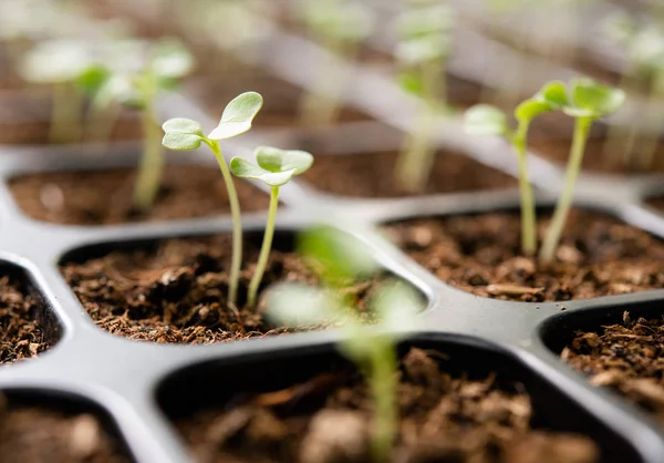 Jonge Planten Die Groeien Een Kweekbak Tuin — Stockfoto