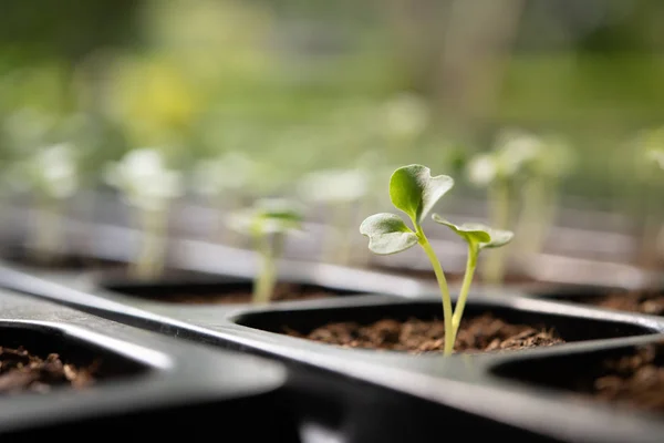 Young Plants Growing Nursery Tray Garden — Stock Photo, Image