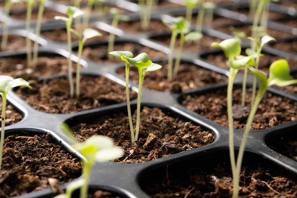 Jonge Planten Die Groeien Een Kweekbak Tuin — Stockfoto