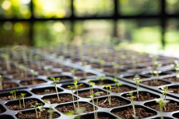 Jonge Planten Die Groeien Een Kweekbak Tuin — Stockfoto