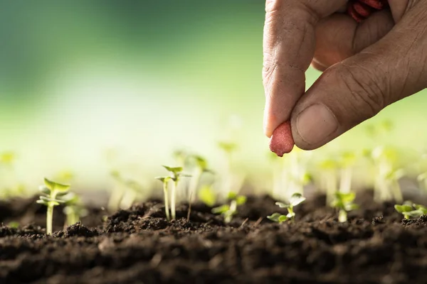 Mão Fazendeiro Plantando Sementes Solo — Fotografia de Stock