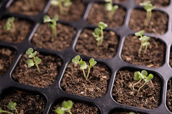 Bovenaanzicht Beeld Van Jonge Planten Groeien Kwekerij Lade Tuin — Stockfoto