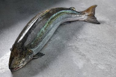 Taş zeminde pişmemiş taze somon balığı. 