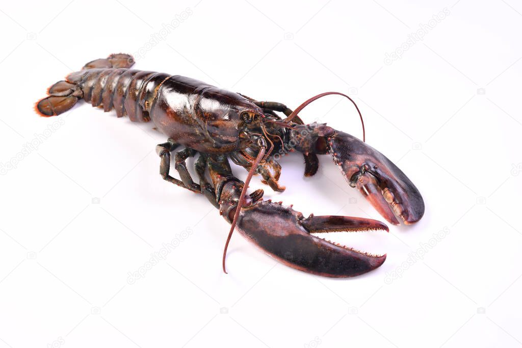 Seafood raw lobster isolated on white backgroung