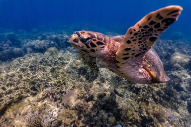 Filipinler, Moalboal 'da sığ bir resifin üzerinde yüzen Şahin gagalı deniz kaplumbağası (Eretmochelys imbricata).