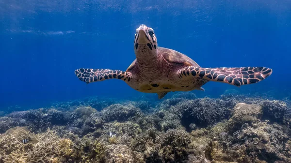 Filipinler, Moalboal 'da sığ bir resifin üzerinde yüzen Şahin gagalı deniz kaplumbağası (Eretmochelys imbricata).