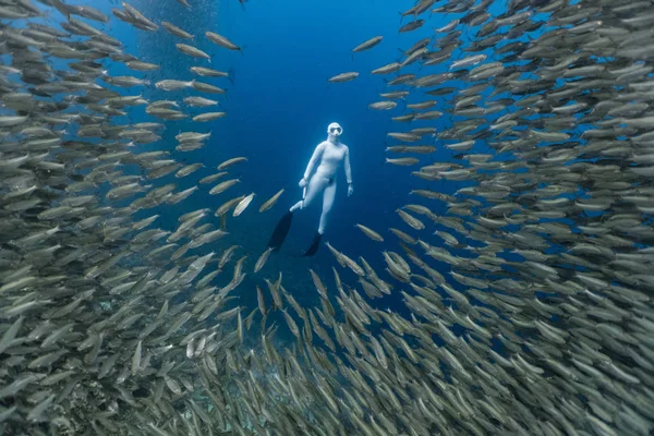 Immersioni Libere Con Una Massiccia Scuola Sarde Nella Bassa Barriera — Foto Stock