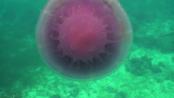 Hermosas Medusas Coliflor Cefalea Arrecife Poco Profundo Cámara Lenta — Vídeo de stock