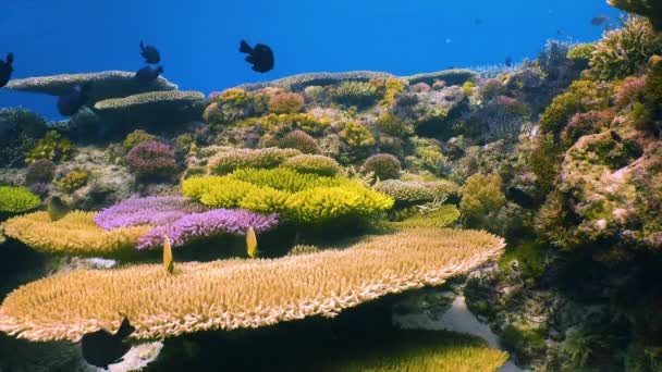 Schöne Und Farbenfrohe Unterwasseransicht Eines Gesunden Korallenriffs Korallenfische Knabbern Den — Stockvideo