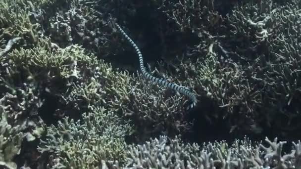 Krait Mar Con Bandas Laticauda Colubrina Nadando Arrecife Coral Buscando — Vídeos de Stock