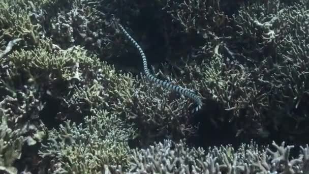 Krait Mare Fasciato Laticauda Colubrina Che Nuota Nella Barriera Corallina — Video Stock