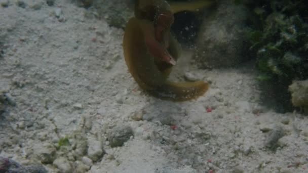 两只幼鱼正在争夺伴侣或领地 动作缓慢 — 图库视频影像