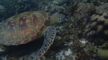 Sığ bir mercan resifiyle beslenen yeşil deniz kaplumbağası (chelonia mydas) nefes almak için yüzeye çıkar..