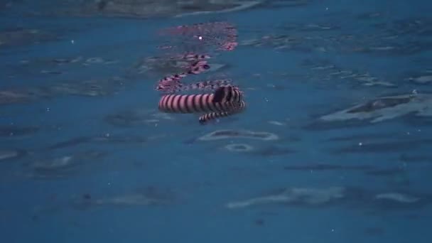 Gebänderter Seekrait Laticauda Colubrina Schwimmt Der Oberfläche Atmen — Stockvideo