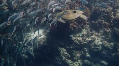 Yeşil deniz kaplumbağası (chelonia mydas) Moalboal 'ın sığ resiflerinde zarif bir şekilde yüzer. Deniz kaplumbağaları ve sardalya sürüsü, Filipinler 'in Cebu şehrinde ünlü bir dalış noktasıdır..