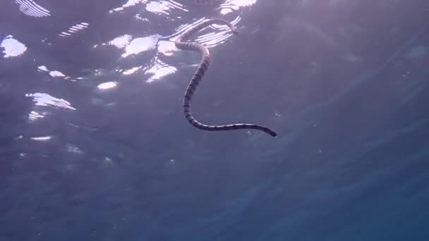 有条带的海蛇 Laticauda Colubrina 在水面上游泳 呼吸并下降回珊瑚礁 — 图库视频影像