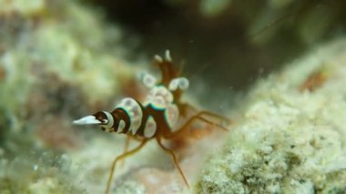 Çömelmiş anemon karidesinin (Thor amboinensis) anten ve kuyruğu üzerine seçici odaklanma, makro çekim.
