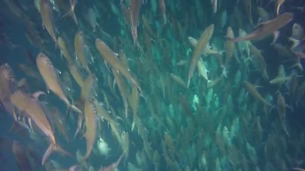 马来西亚西巴丹岛的大规模杰克鱼学校 — 图库视频影像