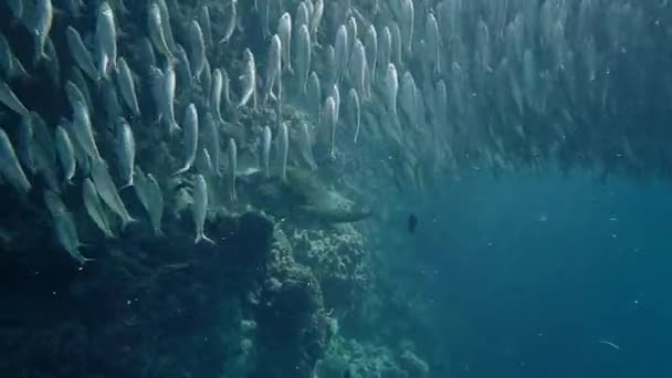 緑のウミガメ Chelonia Mydas モアルボールの浅いサンゴ礁で優雅に泳ぎます ウミガメやイワシの群れは フィリピンのセブで有名なダイビングスポットです — ストック動画