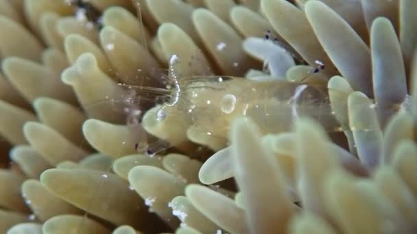 Kecses Anemone Garnélarák Ancylomenes Venustus Átlátszó Test Szinte Láthatatlan Miközben — Stock videók