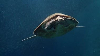 Yeşil deniz kaplumbağası (Chelonia mydas) dışkılar ve beyaz yüzgeçli köpekbalığı (Echeneis neucratoides) bundan beslenir. Arka planda büyük bir sardalya sürüsü.