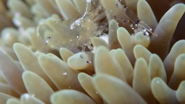 Anmutige Anemonengarnelen Ancylomenes Venustus Durchsichtigen Körper Fast Unsichtbar Während Sie — Stockvideo