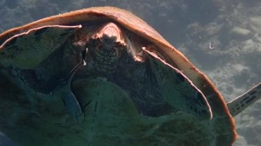 Yeşil deniz kaplumbağası (chelonia mydas) ve beyaz yüzgeçli köpek balığı (Echeneis neucratoides) arkadan yaklaşır.