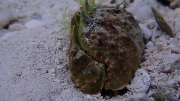 砂浜のサンゴ礁のラフボックスカニ カラッパガラス クローズアップ — ストック動画