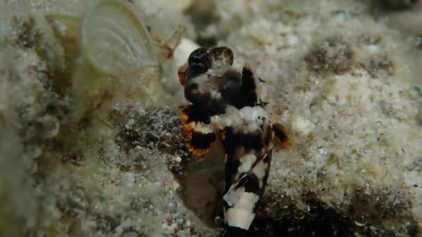 Jovens Scooter Blenny Ocelatted Dragonet Synchiropus Ocellatus Perto Tiro Mão — Vídeo de Stock