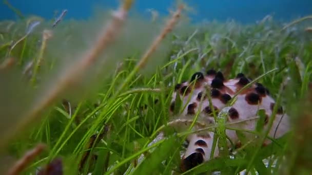 Zeegras Bedekt Een Hele Zeebodem Die Met Stroming Mee Beweegt — Stockvideo