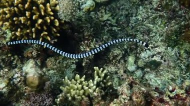 Şeritli deniz sıçanı (Laticauda colubrina), mercan resiflerinde yiyecek ve ağır çekim arayışında yüzer..