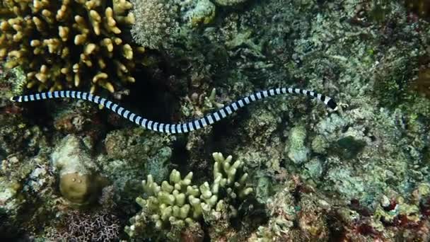 Banded Sea Krait Laticauda Colubrina Swimming Coral Reef Hunting Food — Stock Video