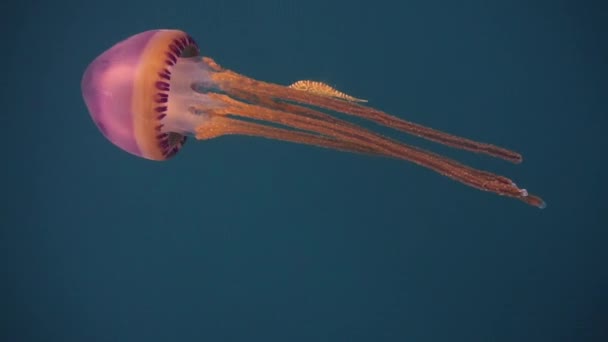 紫色のクラゲ ティサノストマ ティサヌラ から保護を求める幼生の甲殻類 子宮スクリプトス しばしば異なる海洋生物によって示される共生関係 — ストック動画