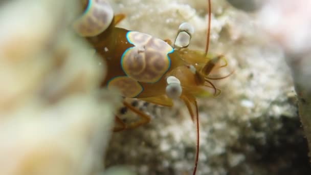 Selektiver Fokus Auf Antenne Und Schwanz Einer Kniebeuge Anemonengarnele Thor — Stockvideo