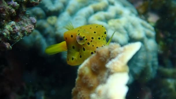 Juveniler Gelber Buchsfisch Ostracion Cubicus Versteckt Sich Unter Einem Korallenschatten — Stockvideo