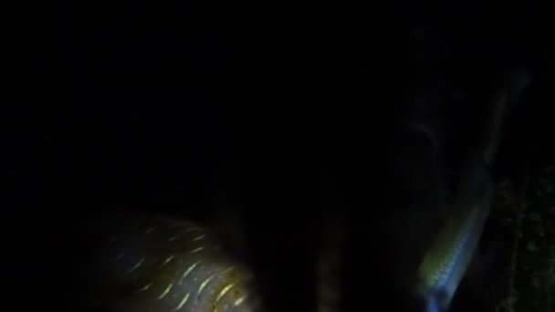 Bigfin Riffkalmar Sepioteuthis Lessoniana Reflektiert Während Eines Nachttauchgangs Licht Durch — Stockvideo