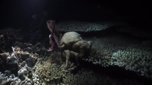 Foto Mano Elegante Cangrejo Decorador Oregonia Gracilis Caminando Sobre Coral — Vídeos de Stock