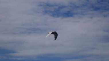 Deniz yüzeyinde uçan ve balık yakalamak için suya dalan deniz feneri (Sterna hirundo).