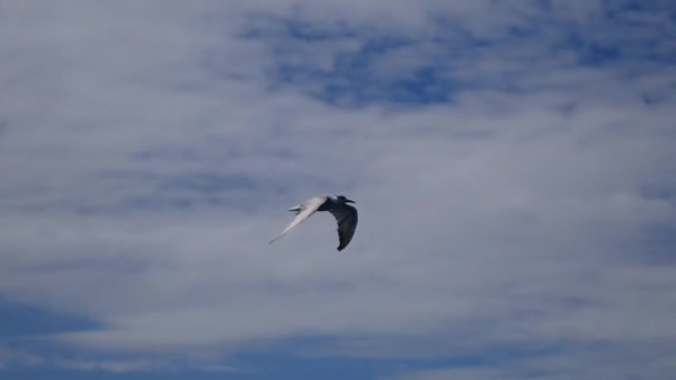 Sterne pierregarin (Sterna hirundo) survolant la surface de la mer et plongeant dans l'eau pour attraper des poissons.
