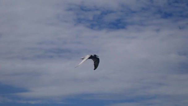 Rybitwa Zwyczajna Sterna Hirundo Lecąca Nad Powierzchnią Morza Nurkująca Wodzie — Wideo stockowe